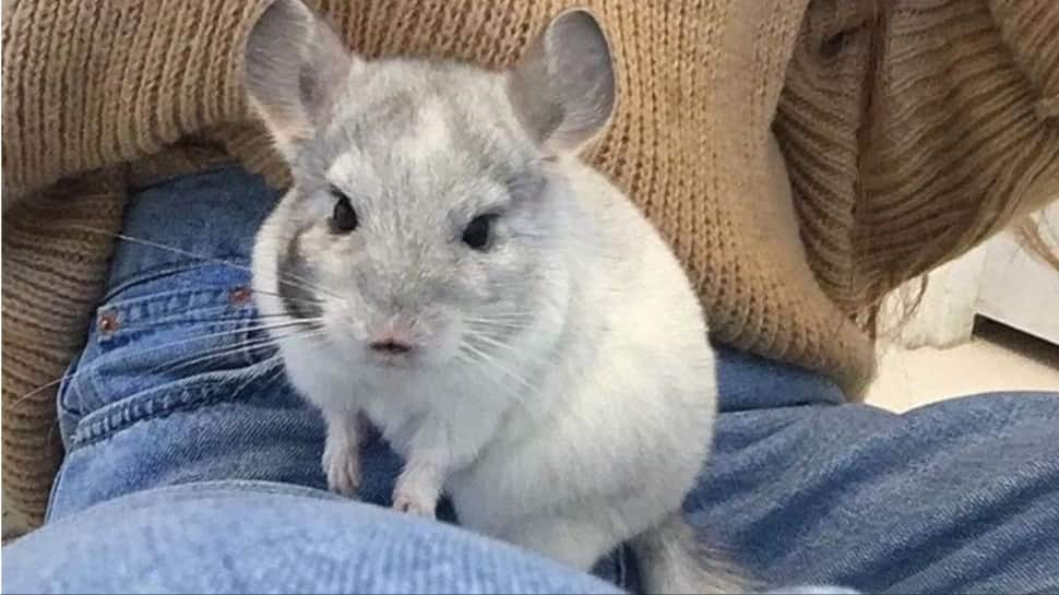 Chinchillas