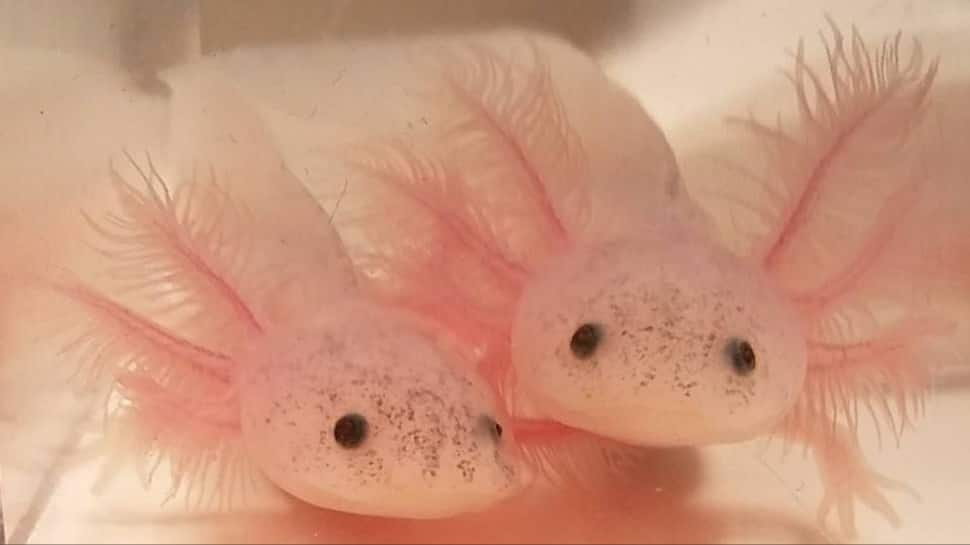 Axolotl