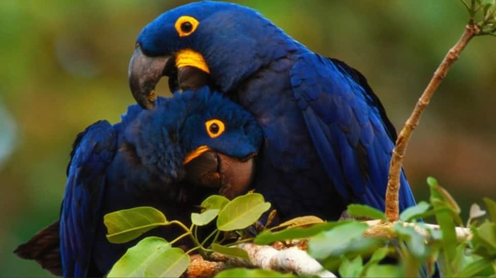 Hyacinth Macaws