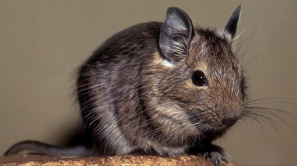 Degus