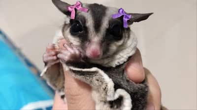 Sugar Gliders