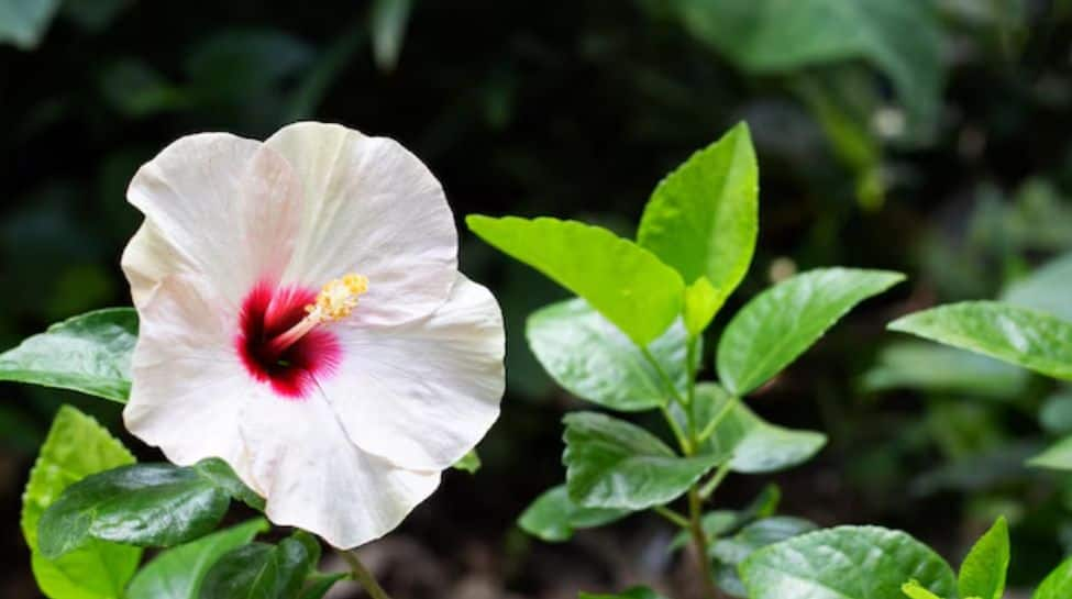 Hibiscus for healthy hair, Hairfall remedies