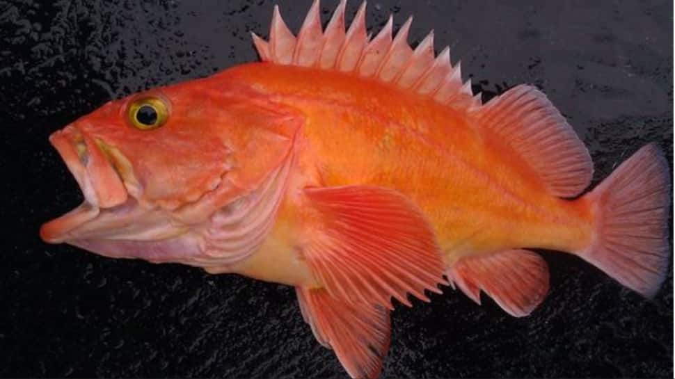 Rougheye Rockfish