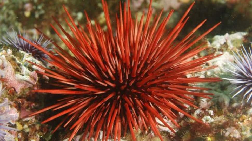 Red Sea Urchin