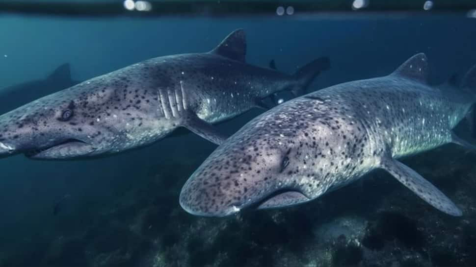 Greenland Shark