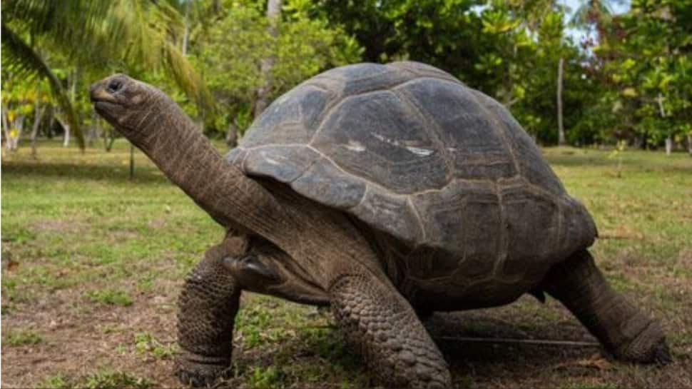 Giant Tortoise