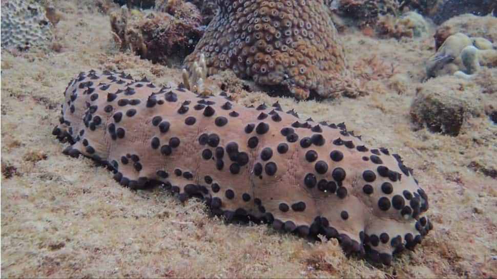 Sea Cucumbers