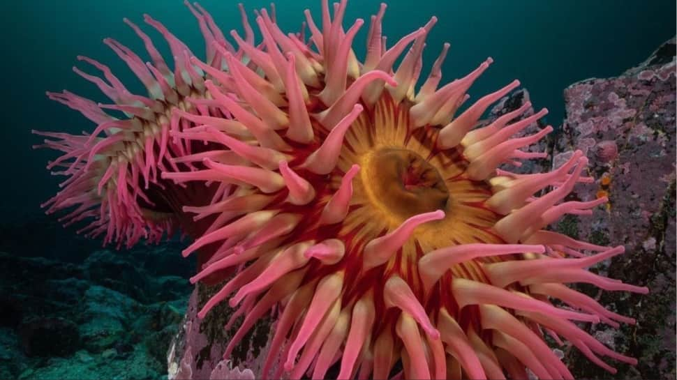 ​Sea Anemones