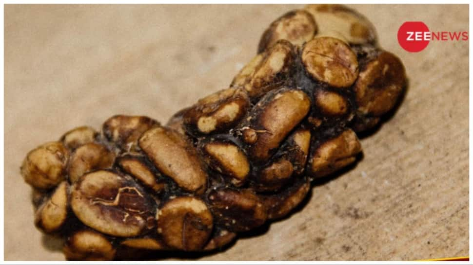 World’s Most Expensive Coffee Is Made From This Animal’s Potty, And The Price Will Shock You