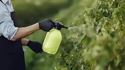 Govt Approves Rs 24,475 Cr Subsidy On P&K Fertilisers For 2024-25 Rabi Season