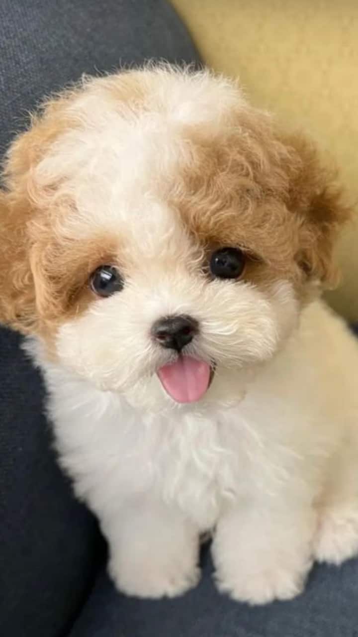 Show Me Pictures Of The Cutest Dogs In The World Top 10 Cutest