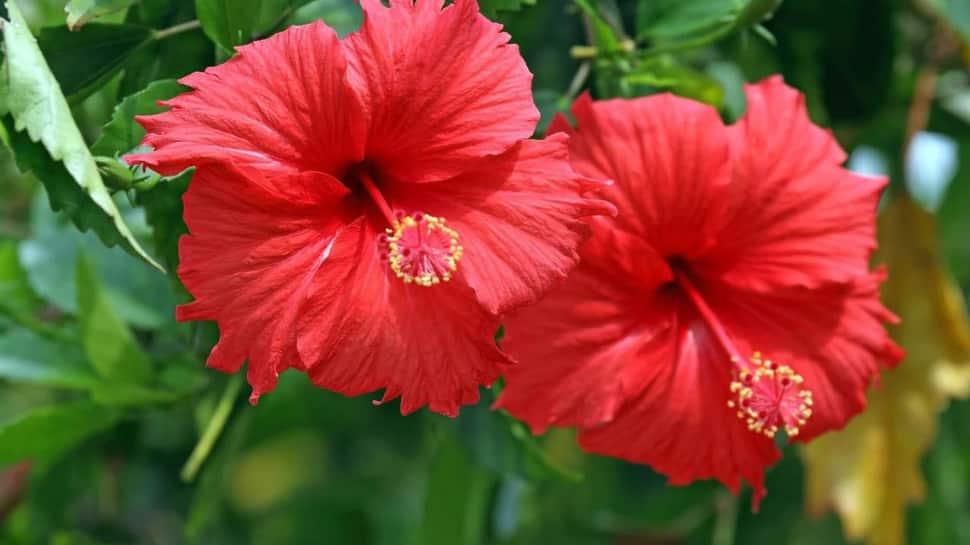 Red Hibiscus (Japa)