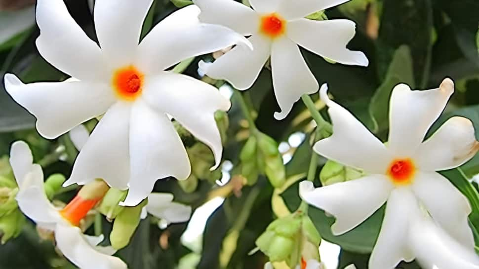 Parijat (Night-flowering Jasmine)