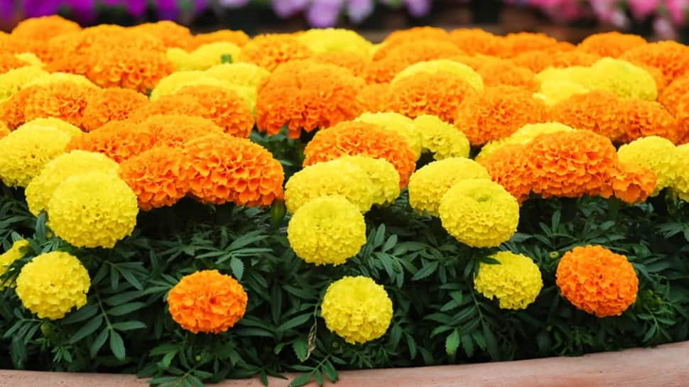 Marigold (Genda)