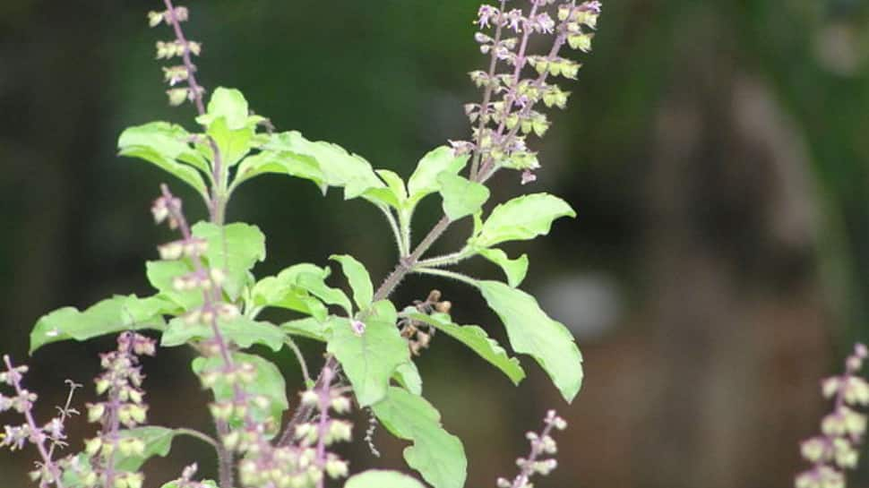 Tulsi (Holy Basil)