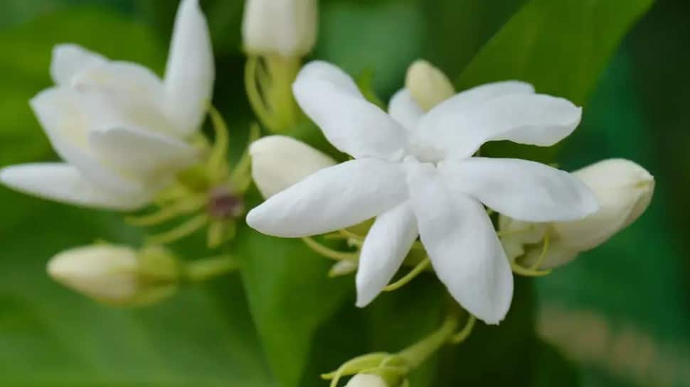 Jasmine (Chameli)