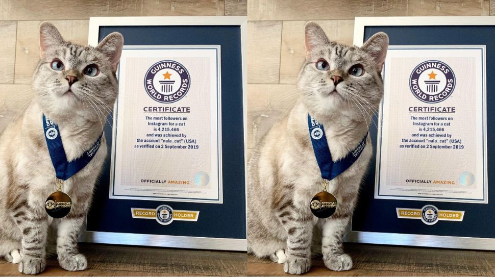 Meet Nala The World s Richest Cat With A 100 Million Net Worth meet-nala-the-world-s-richest-cat-with-a-100-million-net-worth
