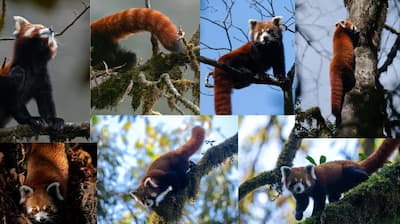 International Red Panda Day