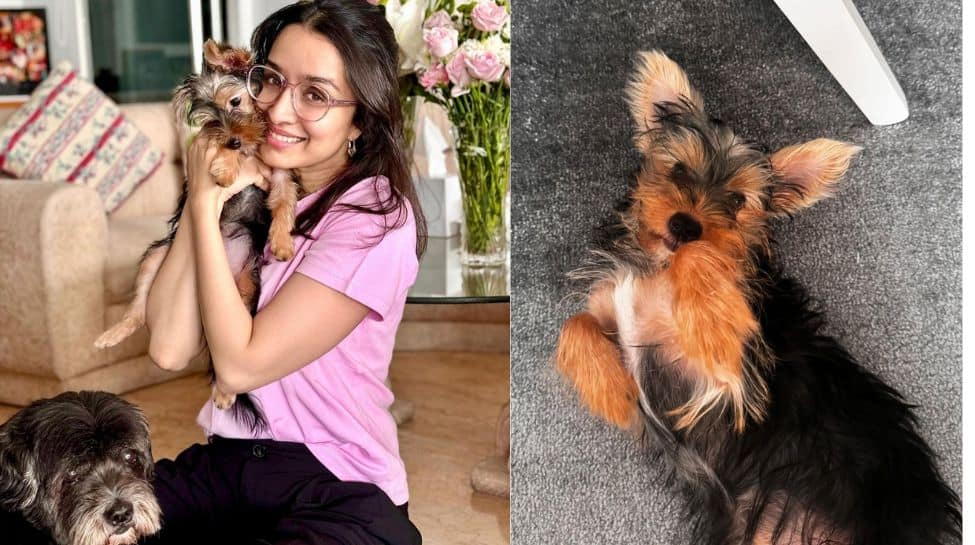  Shraddha Kapoor Welcomes Adorable New Pet ‘Small’ After Success of &#039;Stree 2&#039;