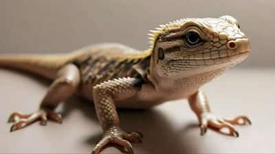 Lizard