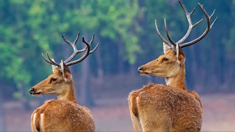 Barasingha