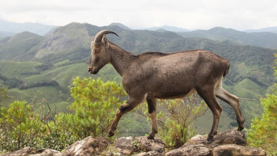 Nilgiri Tahr