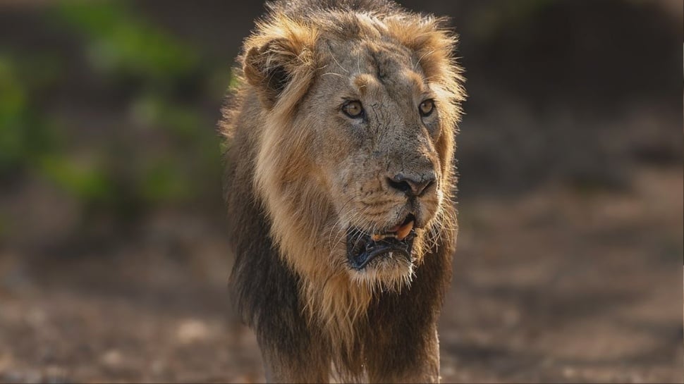 Asiatic Lion