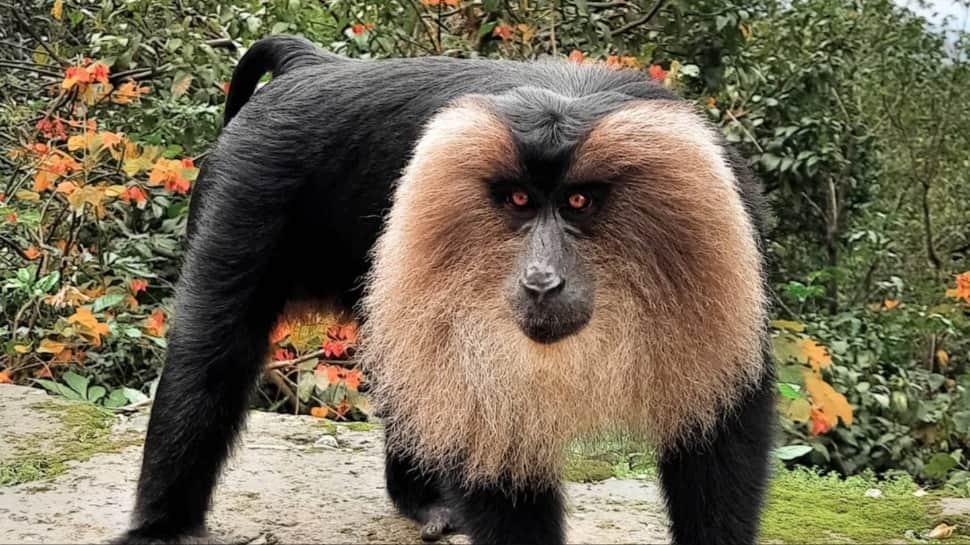 Lion-tailed Macaque