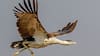 Great Indian Bustard