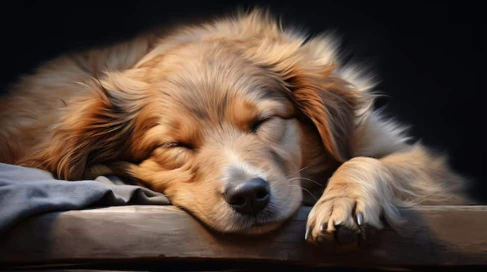 Why You Should Never Wake Up Your Dog While They're Dreaming?