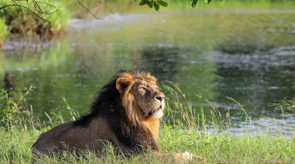 Gir National Park, Gujarat