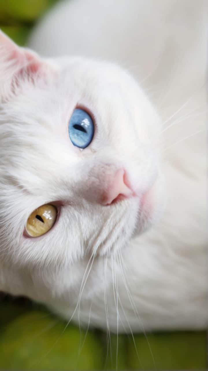 Top 3 Rarest Cats Rarest Cat On Earth 𝐌𝐞𝐞𝐭 𝐭𝐡𝐞