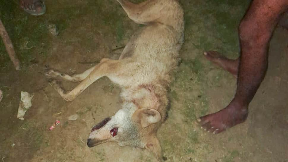 Wolf Pack Terror Ends In UP&#039;s Bahraich, Villagers Kill 6th And Final Predator