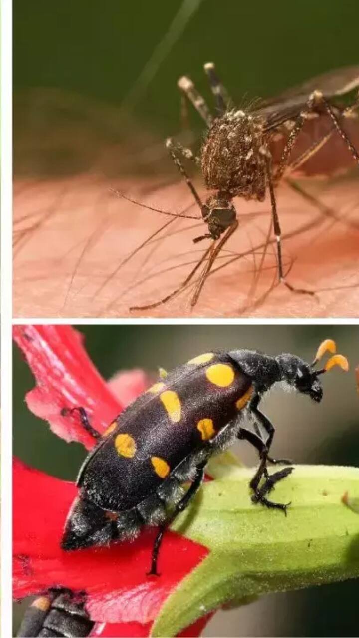 7 Insects That Spread Lethal Diseases Around the Globe World News Zee News