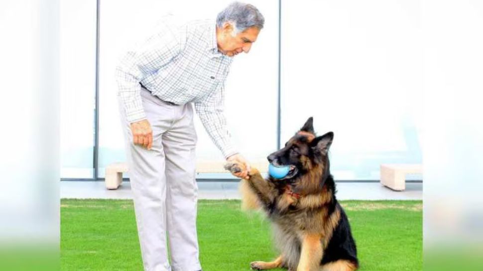 Advocating for Strays and Adoption