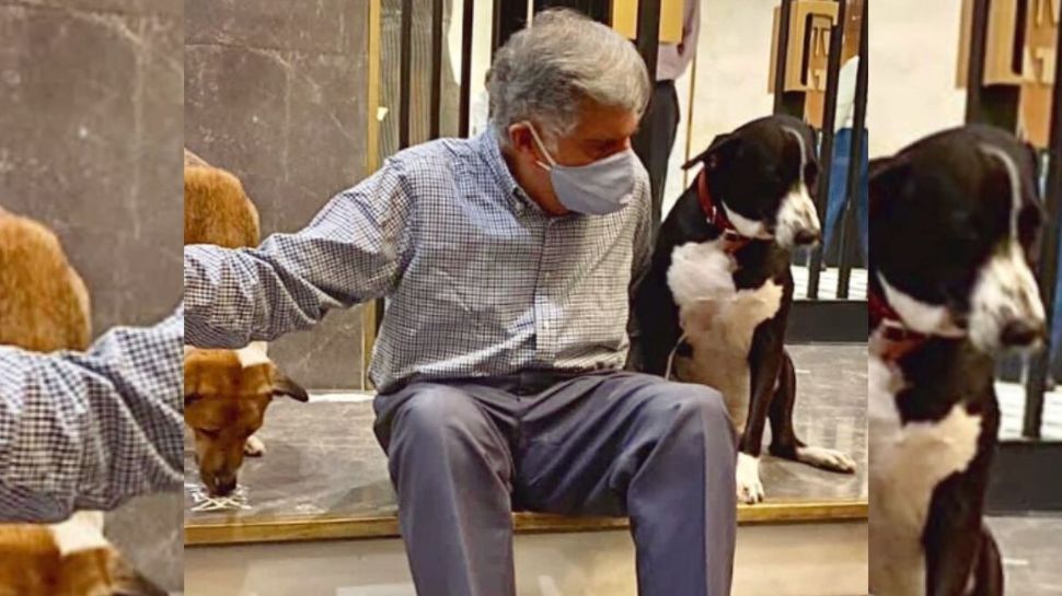 A Life-Saving Plea for a Critical Dog