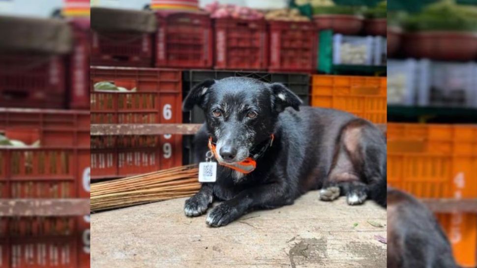 Protecting Strays During Monsoon