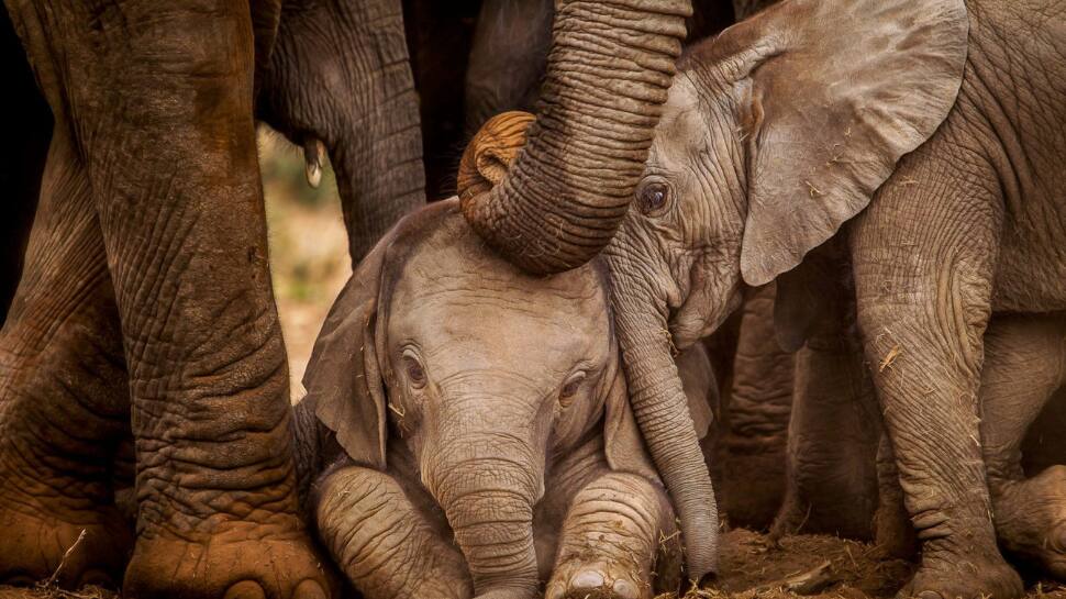 Wild Wisdom: Life Lessons Students Can Learn from Animals