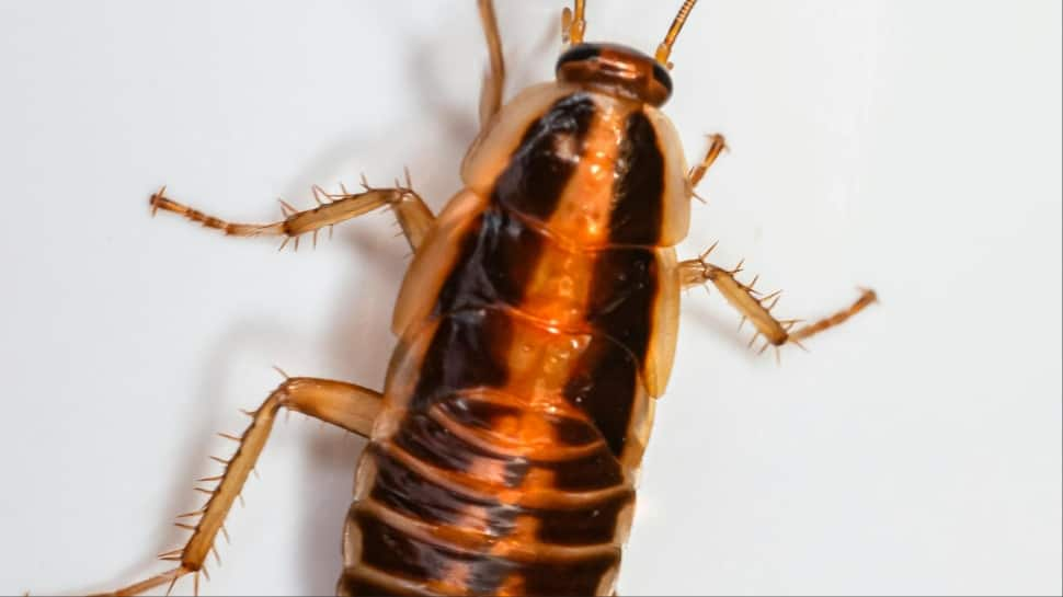 3 Cm-Long Live Cockroach Removed From Delhi Youth’s Intestine