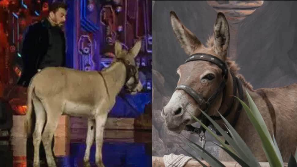 Bigg Boss 18: Donkey Gadhraj Gets Evicted Following PETA And PFA&#039;s Intervention 