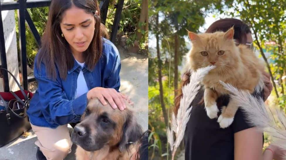 Mrunal Thakur Shares Adorable Video With Furry Friends, Asks To Take 'Nadaan Parindeys' Home