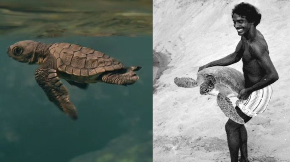 Turtle Doc 'Turtle Walker' Documentary All Set To Premiere At DOC NYC 2024: A ...