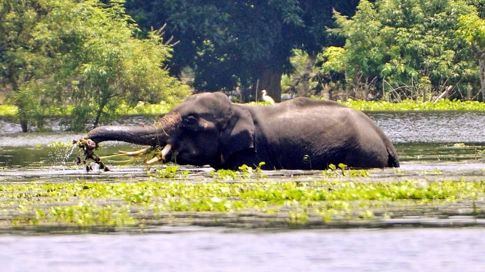 Madhya Pradesh Wild Elephant Deaths: Toll Touches 7 As three Extra Die, Two Nonetheless Crucial