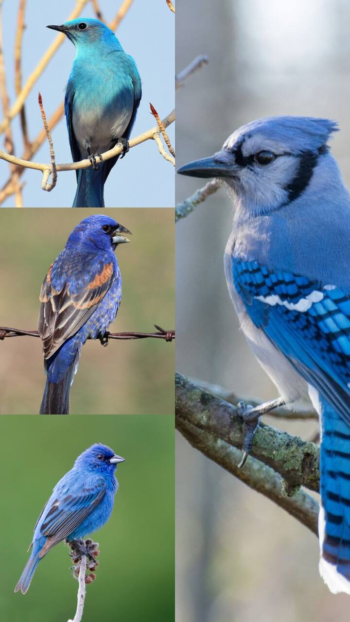 7 Most Adorable Blue Birds In The World | News | Zee News