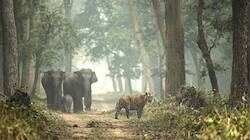 In Pics: 8 Tiger Reserves In India Gaining Attention For All The Right Reasons