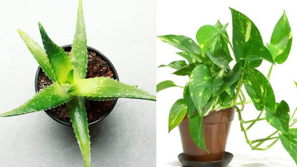 Increase Number Of Indoor Plants