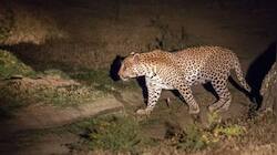 In Pics: 7 Tiger Reserves With Highest Chances Of Leopard Sightings In India