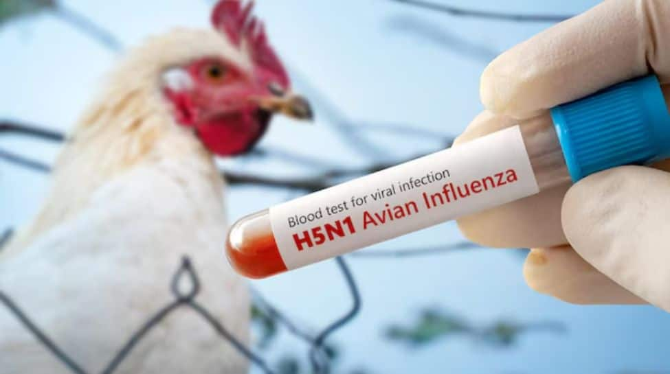 Canada Confirms First Domestically Acquired Human Case Of H5N1 Hen Flu