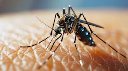 Dengue Outbreak: Prevention Tips And The Impact Of Climate Change 
