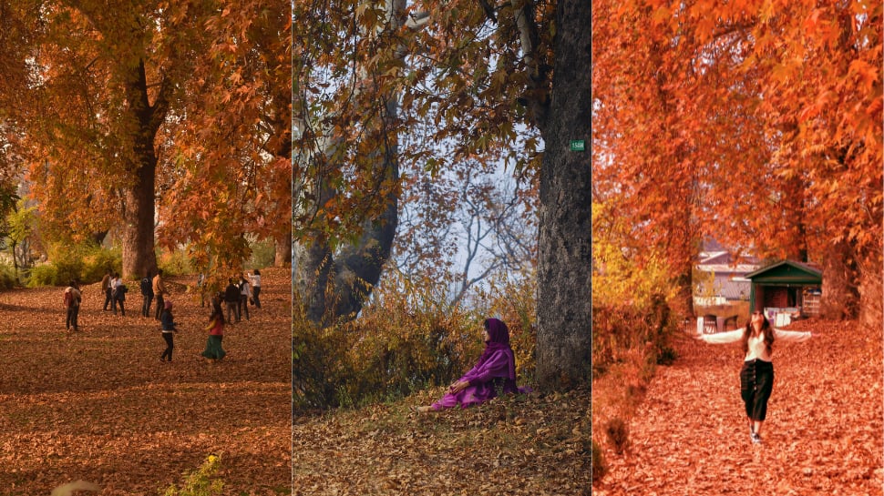 Kashmir Spring Fall Harud Magic: Red-Hued Kashmir Abuzz With Tourists In November; Check ...